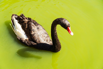 close up view of a Black swan float in the lake