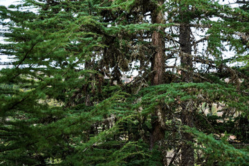 A close up of an evergreen tree and its branches