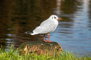 Lachmöwe (Chroicocephalus ridibundus) im Winterkleid am Muehlenteich in Lübeck/ Lubeck