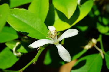 Fragrant white and yellow flower of a lemon tree