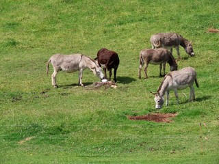 Obraz na płótnie Canvas Donkeys in green pasture