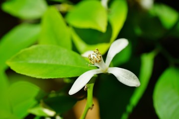 Fragrant white and yellow flower of a lemon tree