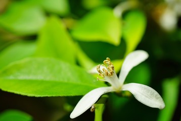 Fragrant white and yellow flower of a lemon tree