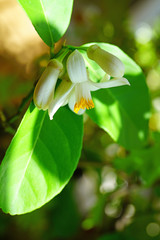 Fragrant white and yellow flower of a lemon tree