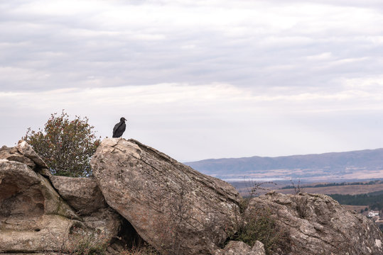 Black vulture, zopilote or black jote standing high in a rock