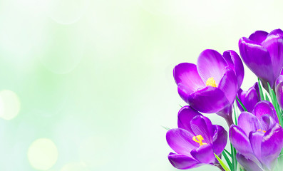 Nature Spring Background With bouquet saffron flowers
