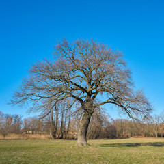 old oak tree on a meadow in the village Flechtingen in Germany