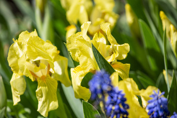 Colorful flower in garden at sunny summer or spring day. Flower for postcard beauty decoration and agriculture concept design. Beautiful flower in tropical garden. Colorful flower. flower pattern. flo