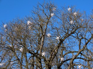 White Xmas stars