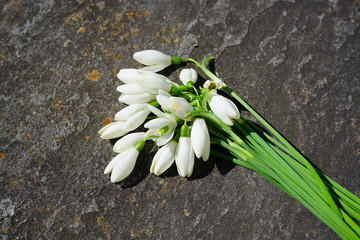 Stems of freshly picked white and green snowdrop galanthus flowers