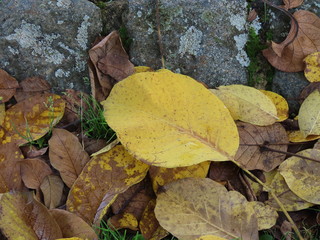 Ash tree leaves on ground