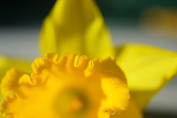 Close-up of the corona of a yellow daffodil flower