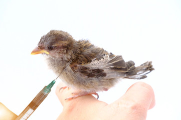 Doctor inject little sick bird on white background