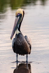 pelican wading in the surf of a costa rican beach early in the morniing