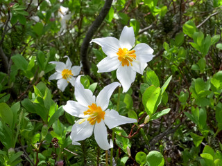 close up of a trio of avalanche lily flowers at mt baker