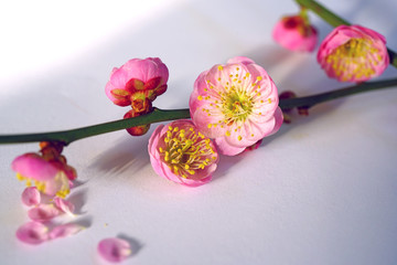 Close-up macro full bloom view of a pink ume prunus Japanese plum flower in spring