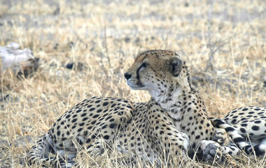 cheetah resting shade watches the savanna at tarangire