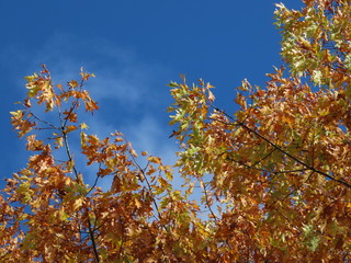 Platanus in autumn