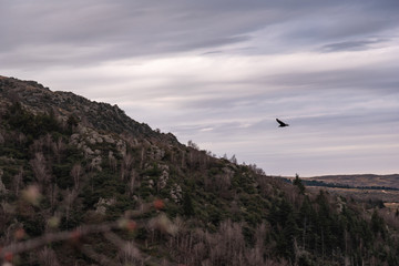 Black vulture, buzzard or black jote flying over a valley with a mountain range on the back