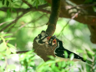 australian magpie lark babies in a nest begging of food