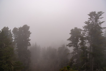 Valley with of trees covered by fog