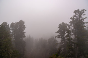 Fototapeta premium Valley with of trees covered by fog