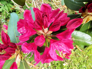 Close up of garden reddish purple flower