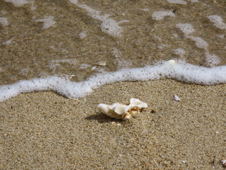 Single sea shell