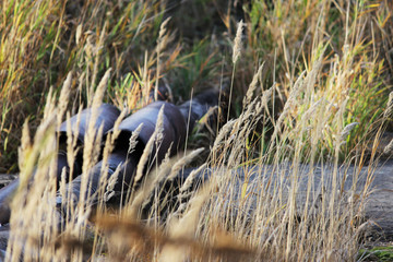 industrial pipes across the river. industry is advancing into nature. environmental crisis.