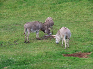 Obraz na płótnie Canvas Donkeys in green pasture