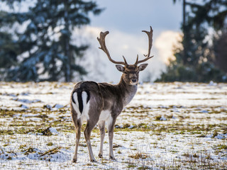 Karlovy Vary, Czech Republic- March 2020: Fallow deer in winter landscape