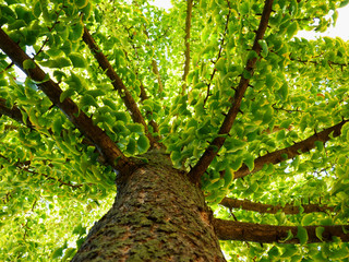 Ginkgo biloba tree. green ginko leaves. maidenhair tea. lush foliage. health supplement for immune...