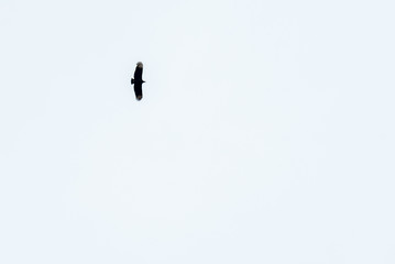 Black vulture, buzzard or black jote flying with its open wings on a wite sky