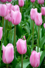 Fototapeta premium beautiful delicate pink tulips on a green lawn