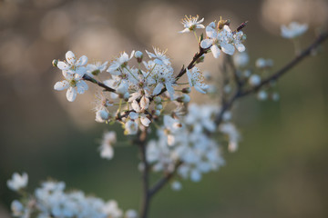 Spring blossom background. Beautiful nature scene with blooming tree and sun flare. Sunny day. Spring flowers. Beautiful Orchard. Abstract blurred background. Springtime