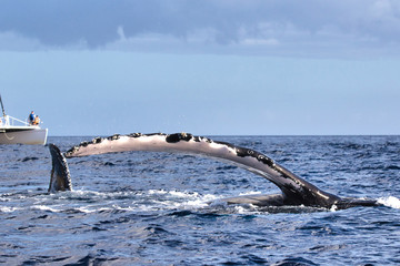 Large hupback extending it's pectoral fin. 