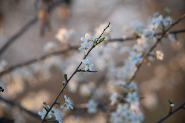 Spring blossom background. Beautiful nature scene with blooming tree and sun flare. Sunny day. Spring flowers. Beautiful Orchard. Abstract blurred background. Springtime