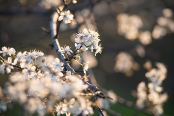 Spring blossom background. Beautiful nature scene with blooming tree and sun flare. Sunny day. Spring flowers. Beautiful Orchard. Abstract blurred background. Springtime
