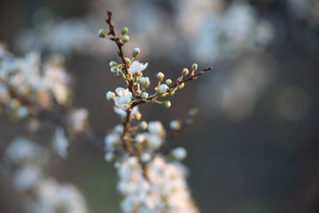 Spring blossom background. Beautiful nature scene with blooming tree and sun flare. Sunny day. Spring flowers. Beautiful Orchard. Abstract blurred background. Springtime