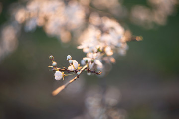 Spring blossom background. Beautiful nature scene with blooming tree and sun flare. Sunny day. Spring flowers. Beautiful Orchard. Abstract blurred background. Springtime