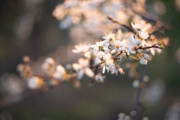 Spring blossom background. Beautiful nature scene with blooming tree and sun flare. Sunny day. Spring flowers. Beautiful Orchard. Abstract blurred background. Springtime