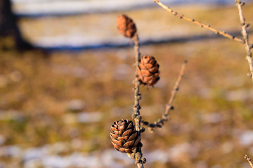  branches with cones in the park