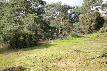 Frühling in der Heide