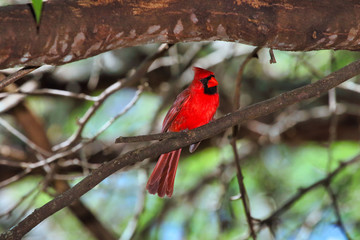 Brightly colored red Northern Cardinal perched in a tree.
