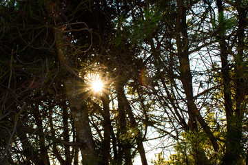 the sun shines through the trees in the park