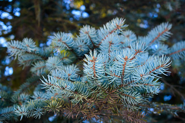  blue spruce branch in the park