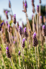 Close up of lavender flowers waving with the wind