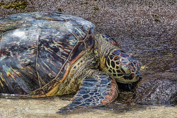 Large green sea turtle resting on the shore on Maui.