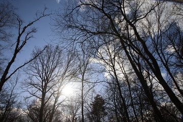 Frühling in der Heide
