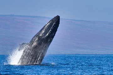 Large humpback whale breaching in the ocean in Maui.